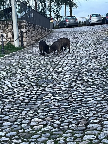 immagine annuncio